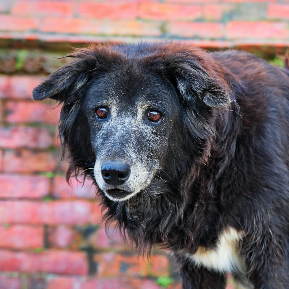 Black stray dog standing in front of brick wall