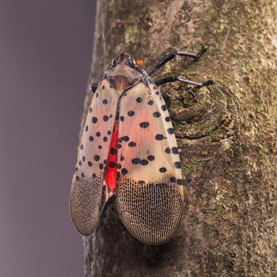 What Is The Spotted Lanternfly | Spotted LanternFly