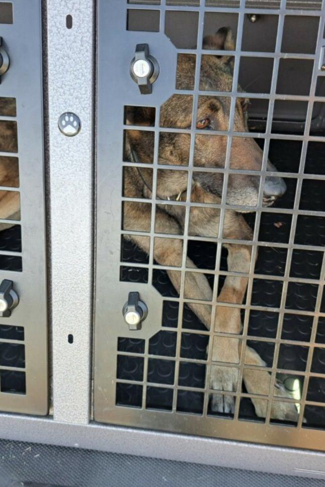 mwd adri in her crate