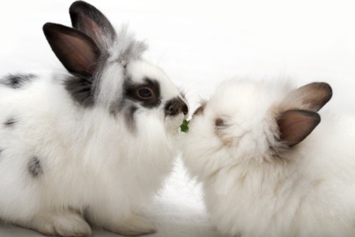 breeding bunnies sharing food