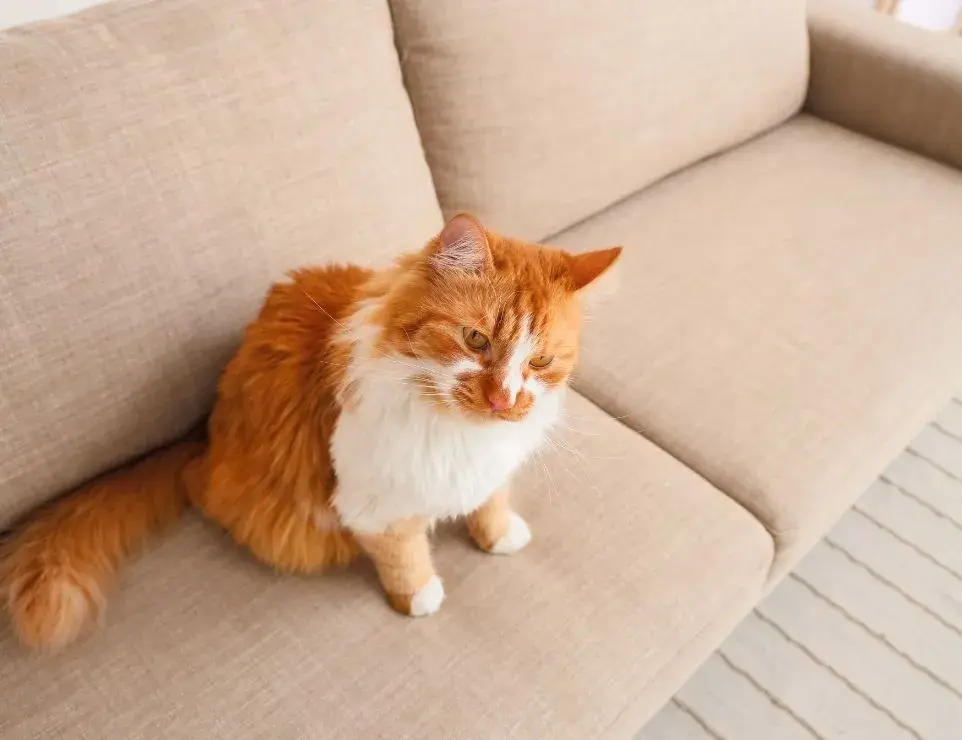 An orange and white cat sitting comfortably on a couch, embodying the cozy atmosphere of a home with pets.