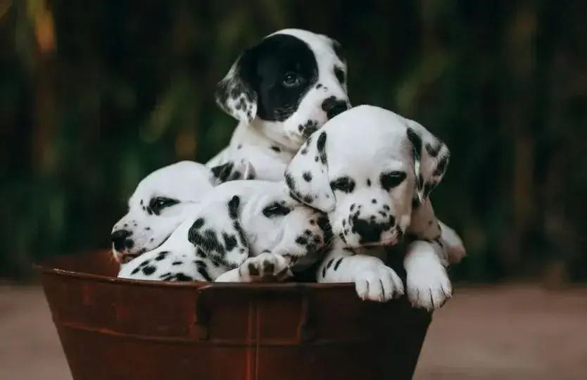 Four Dalmatian puppies with black and white spots snuggle in a wooden basket. Their sleepy expressions convey warmth and coziness against a blurred background.