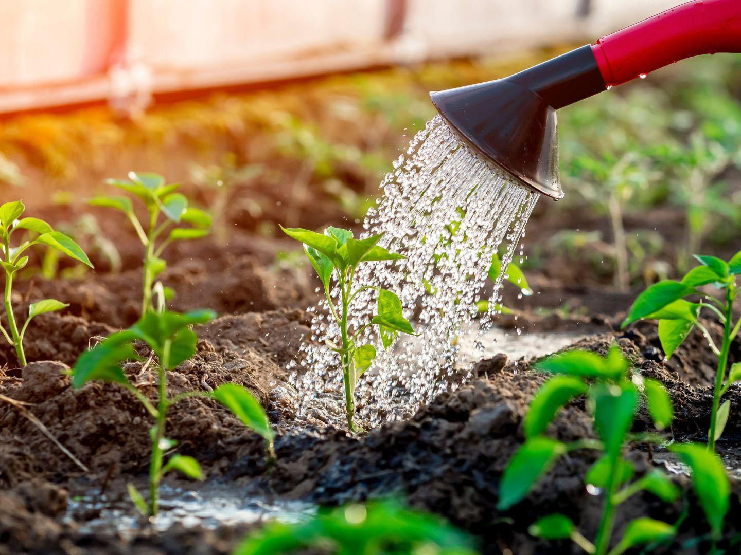 Feeding_Plants_With_Liquid_Fertiliser_From_Watering_Can_4x3