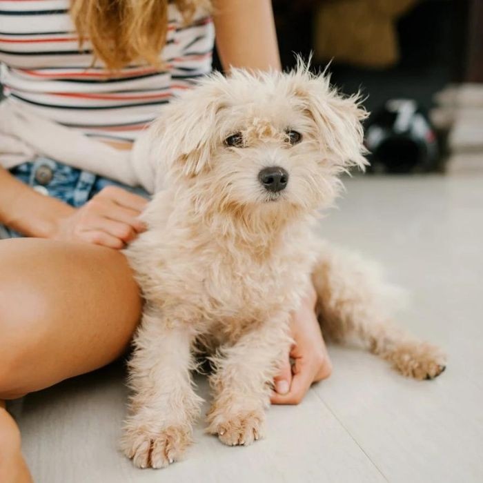Anxious looking dog sitting next to woman