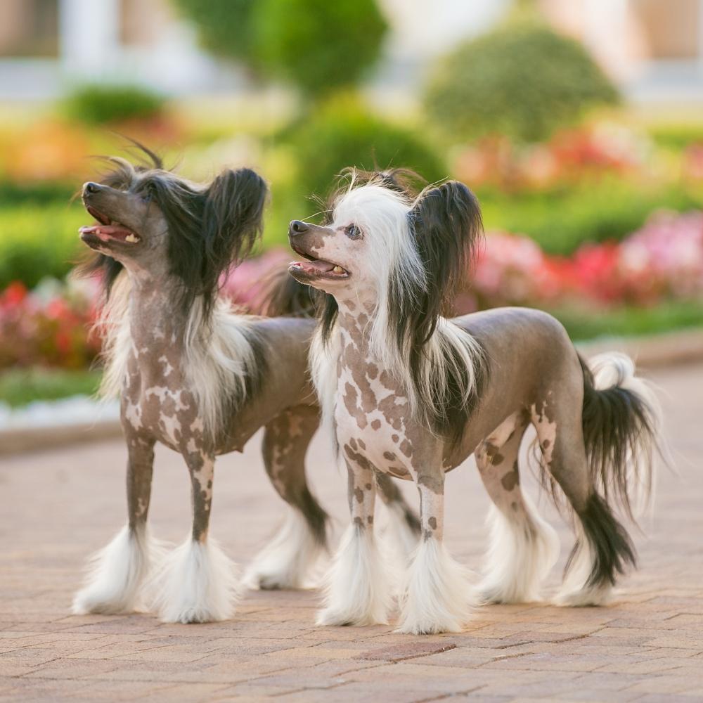 Chinese Crested dog