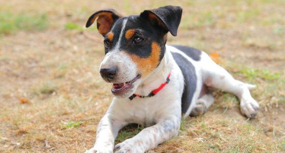 Jack Russell puppy lying down