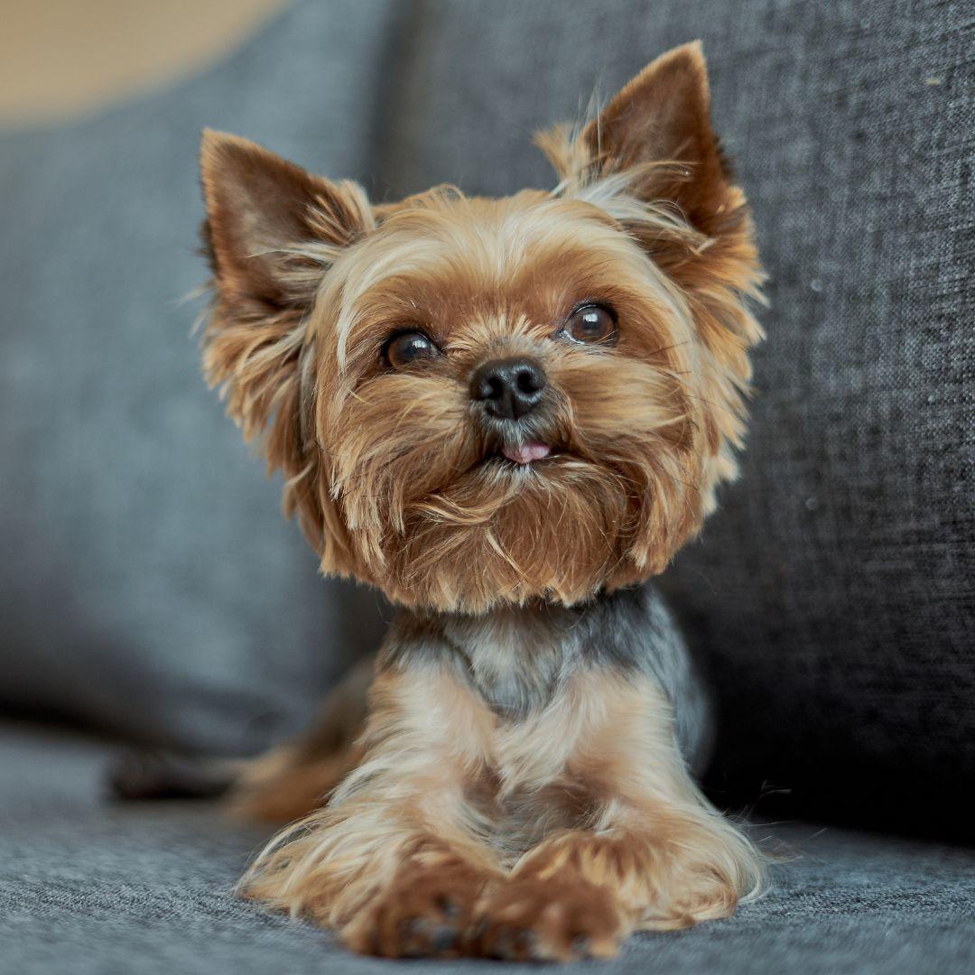 Yorkshire Terrier Puppy