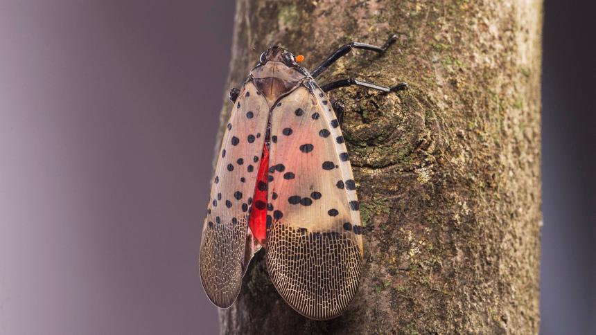 what-do-spotted-lanternflies-do-to-trees-spotted-lanternfly