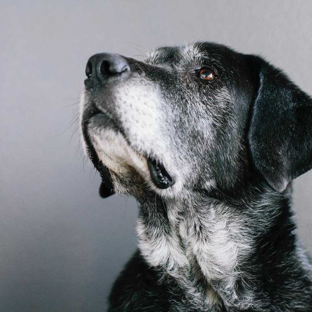 mixed breed of Great Pyrennean mountain dog and Anatolian Shepherd dog