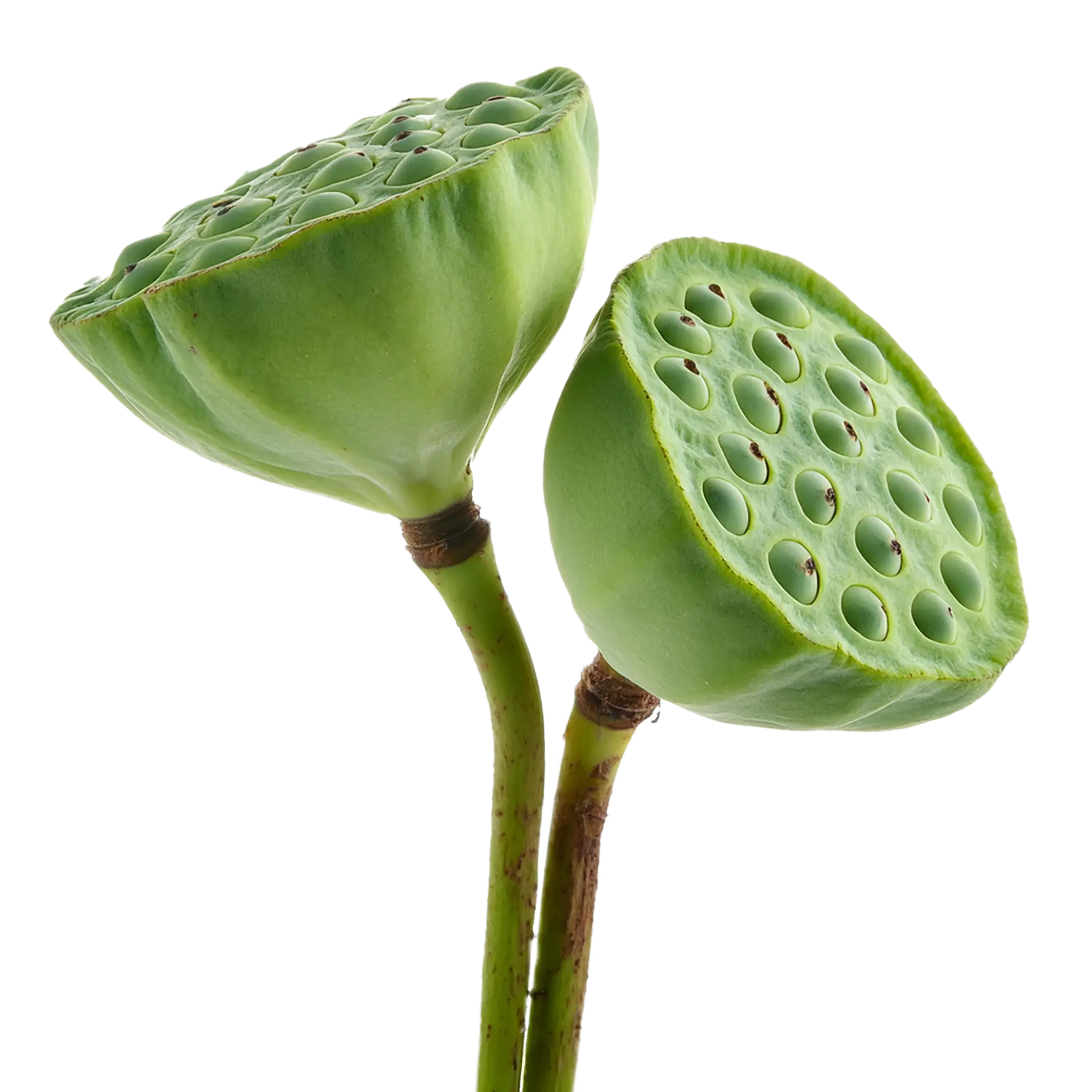 SACRED LOTUS SEED