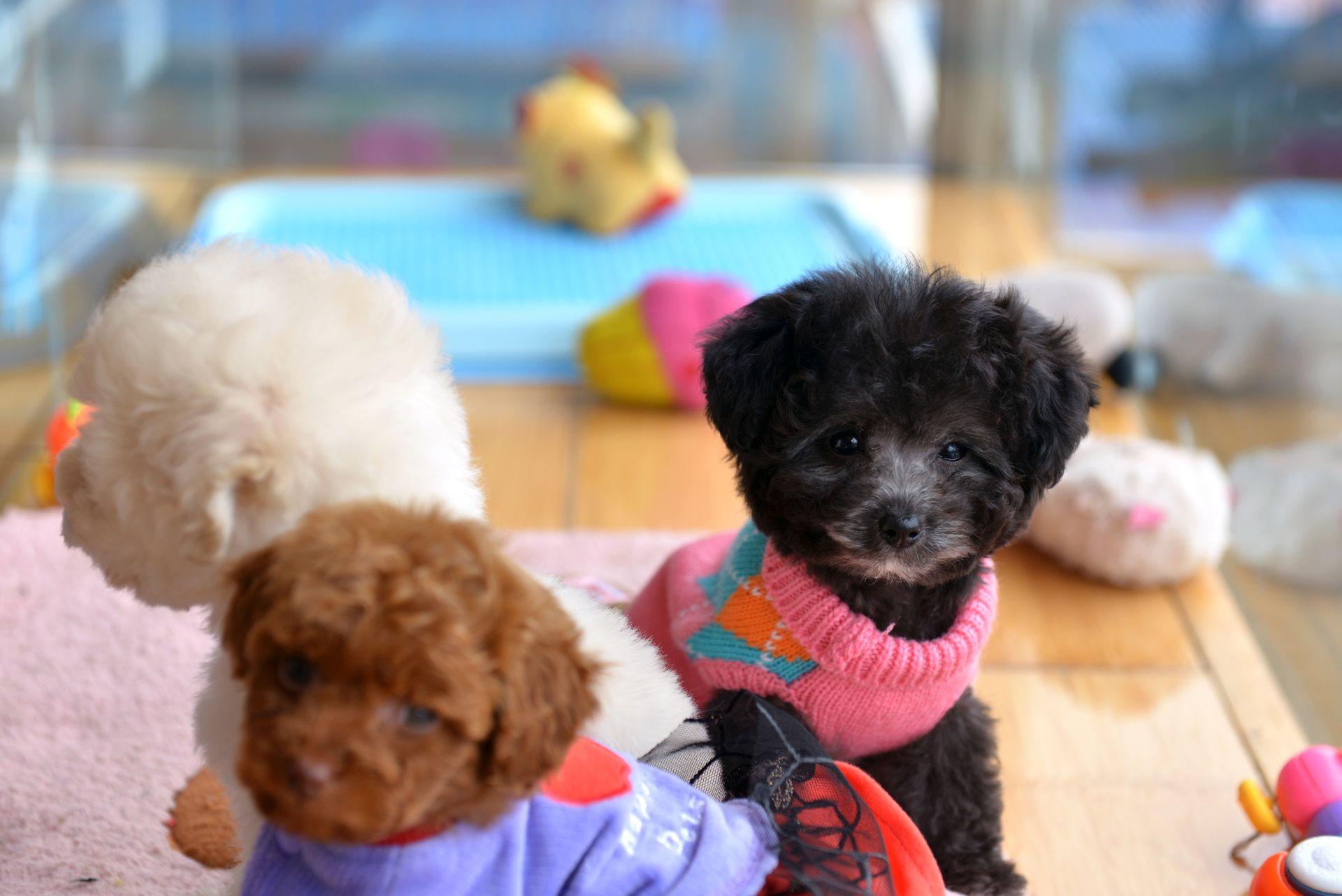 White, black and brown Toy Poodle puppies