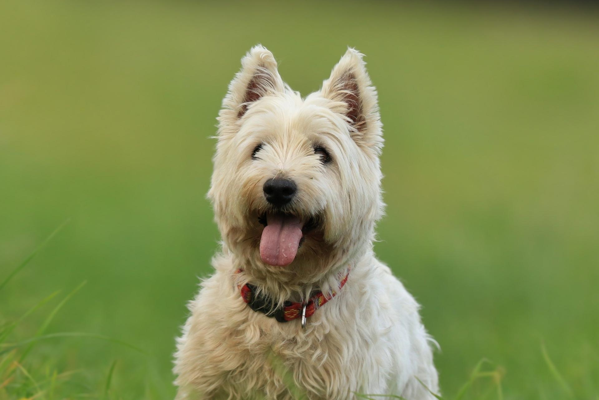 West Highland White Terrier Dog
