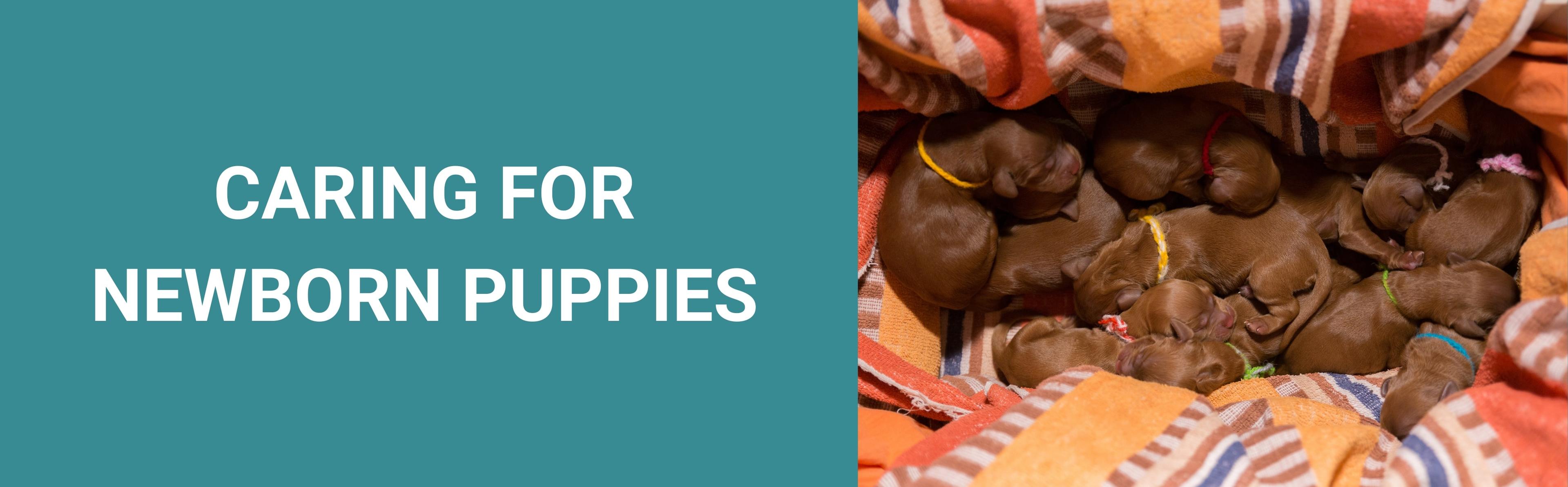 How to Care For Newborn Puppies and Their Mother Potty Buddy™
