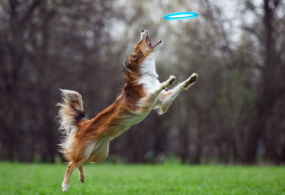 BORDER COLLIE CATCHING DISK