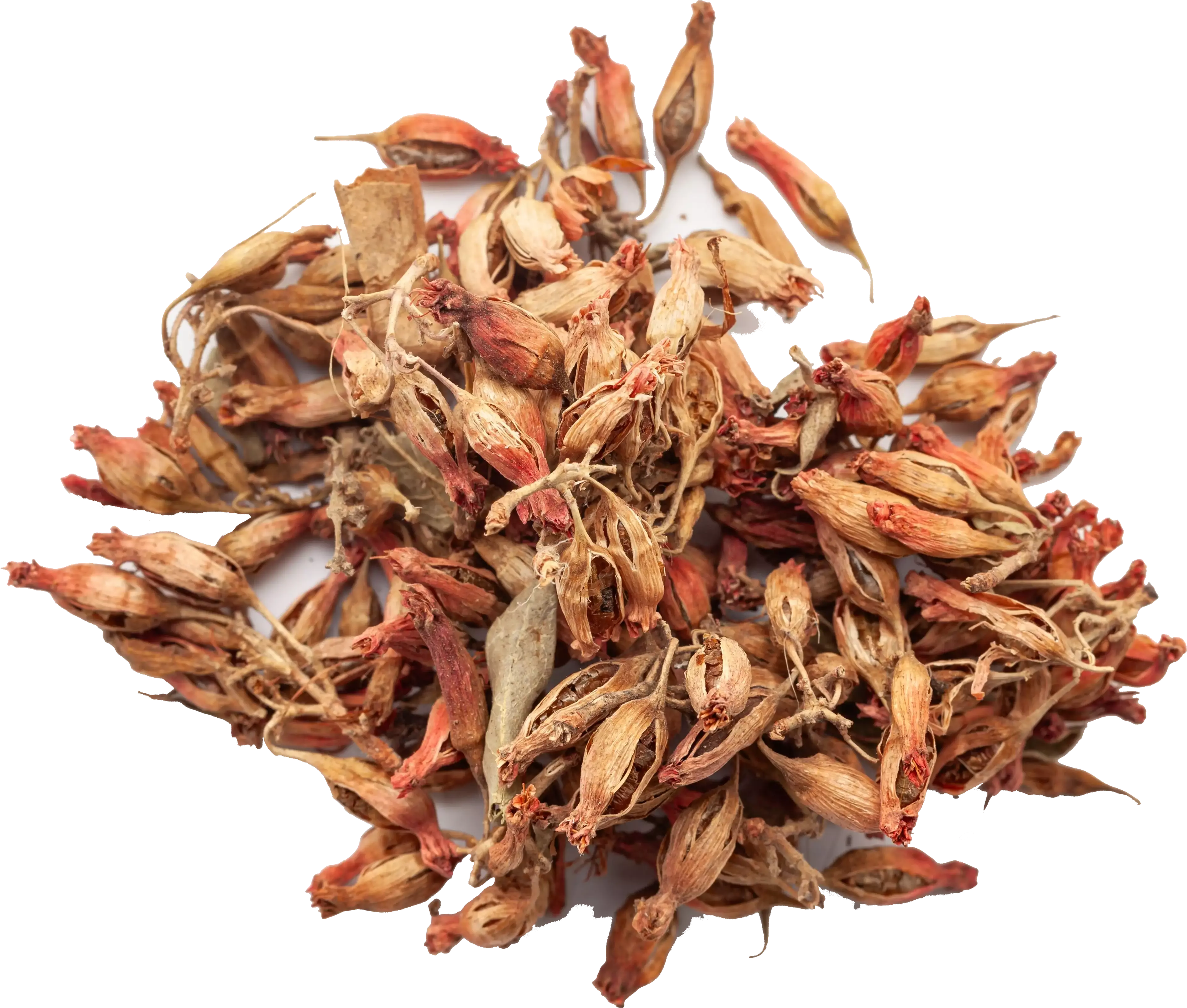 Berberis Aristata (Indian Barberry) Root Extract