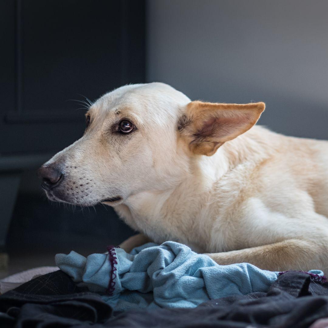 Whine When Left Alone Separation Anxiety photo