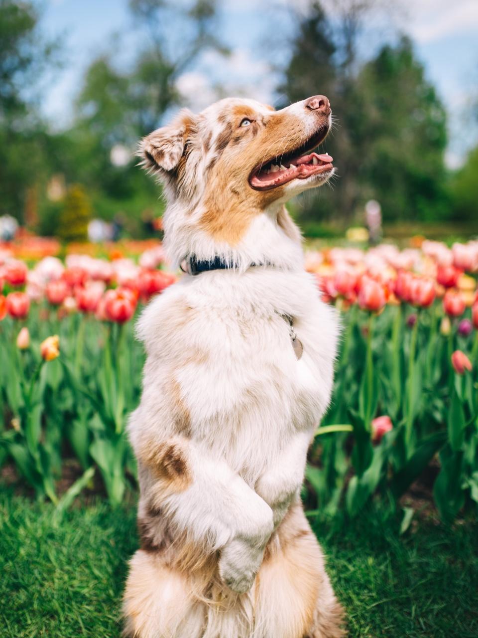 A fluffy white-and-tan dog sits sweetly in a colorful tulip garden, gazing upward with a happy expression.