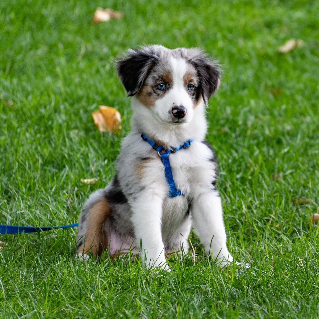 Puppy in harness sitting in field