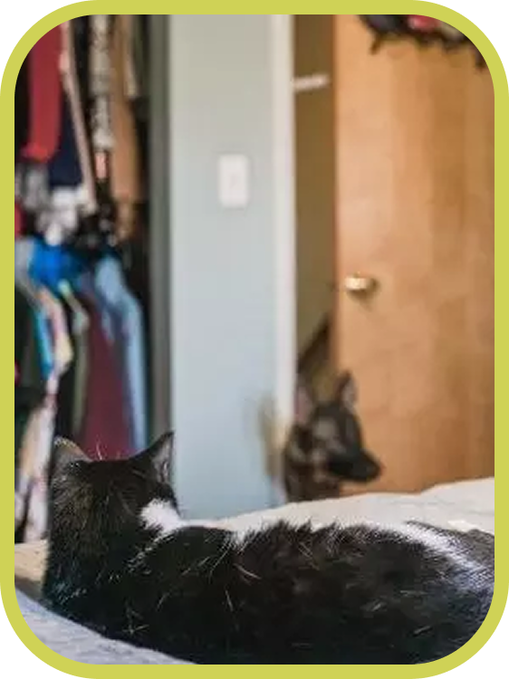 A black and white cat relaxes on a bed while looking toward a doorway in the background. The image highlights the peaceful cat only space created when The Door Buddy keeps dogs out of the room.