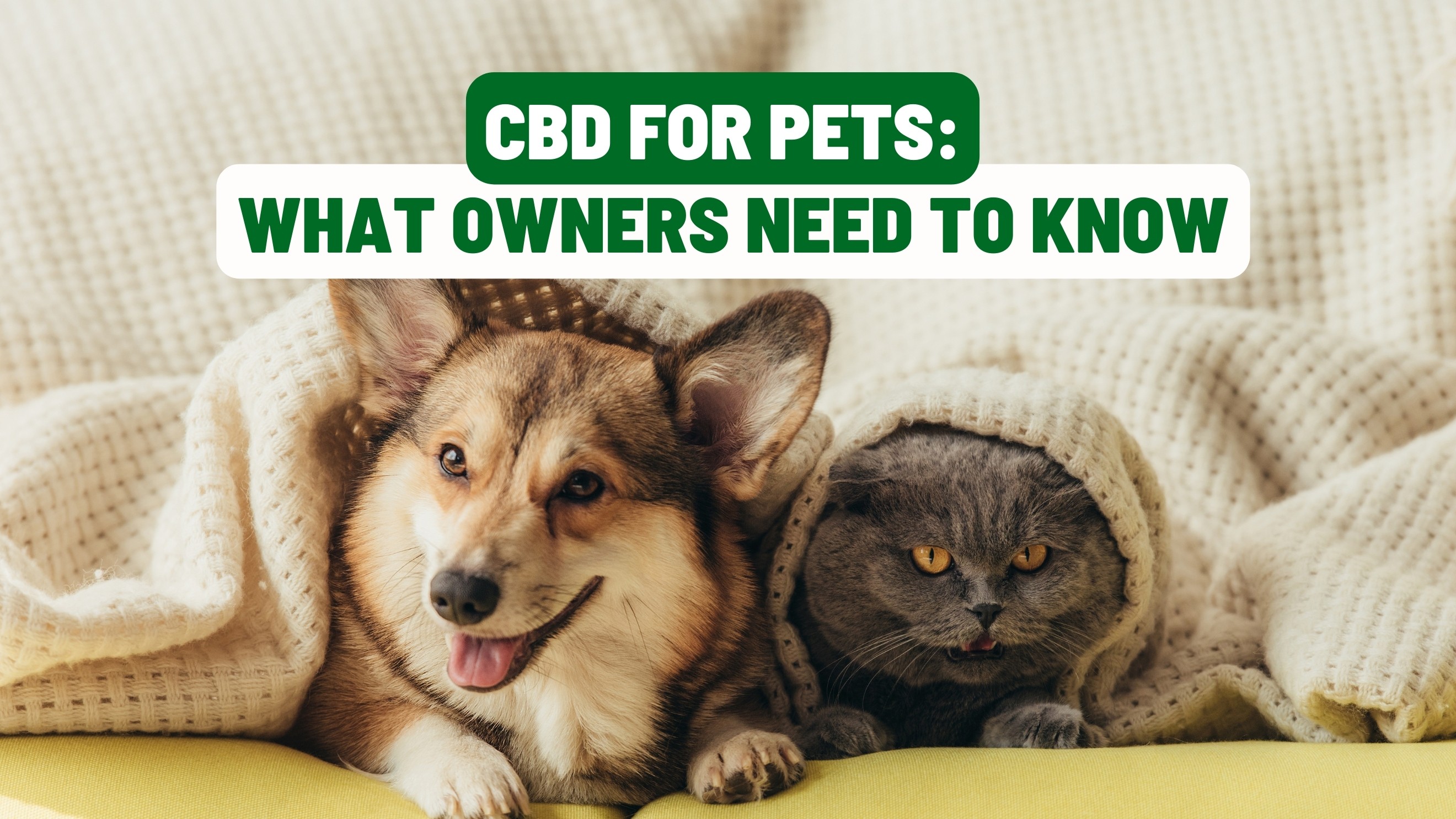CBD for Pets: What Owners Need to Know