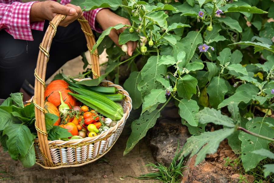 When to harvest your vegetables
