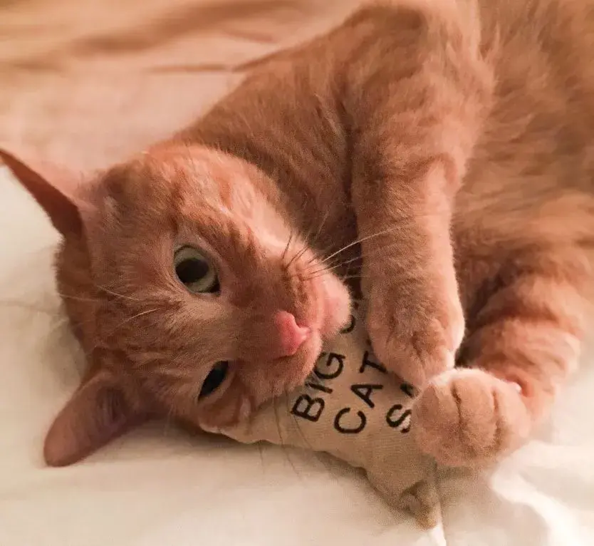 orange cat with catnip toy