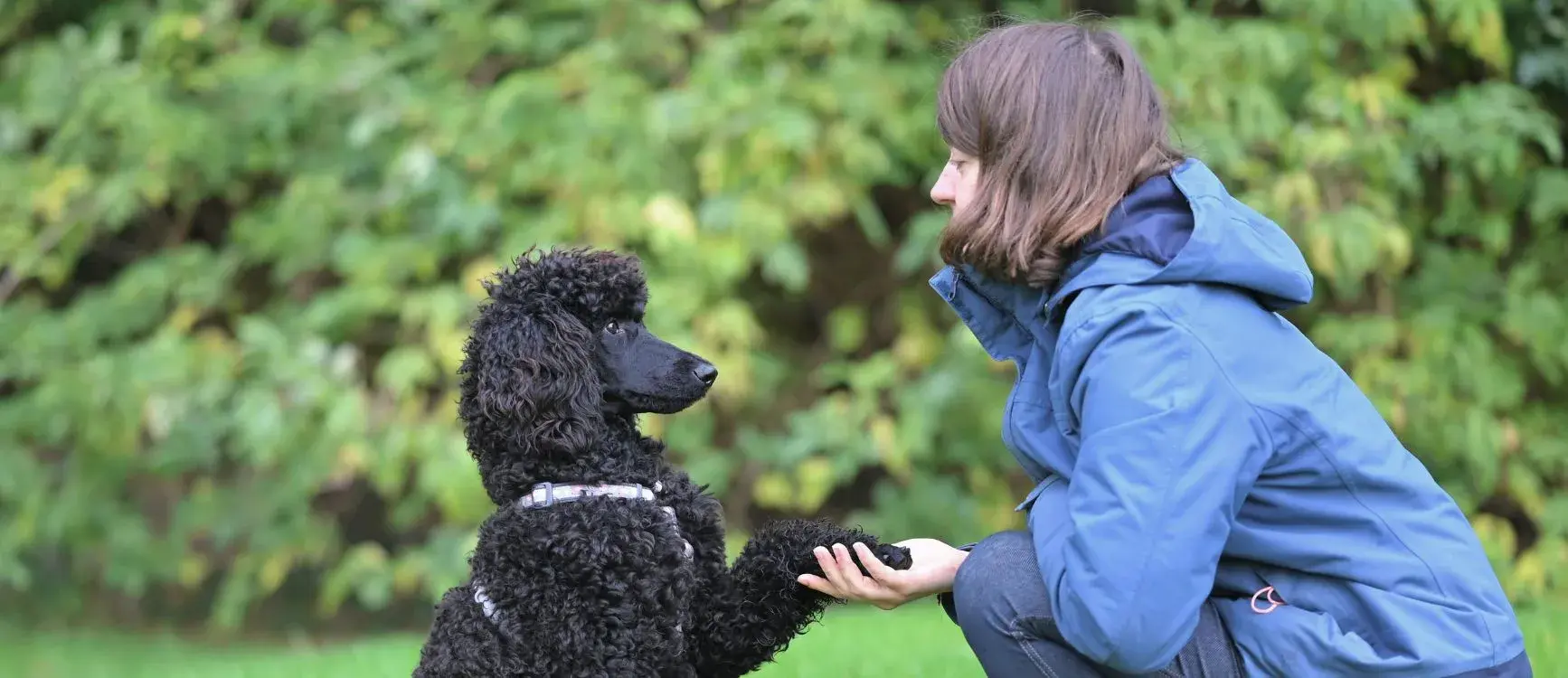 A woman kneels to pet a black poodle, demonstrating a positive interaction during dog training.