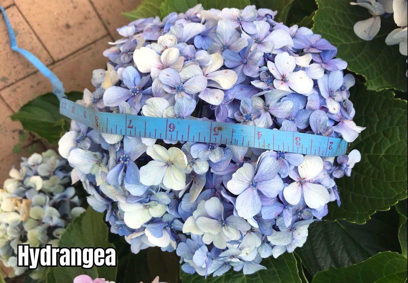 NGI UGF6in1 Hydrangea