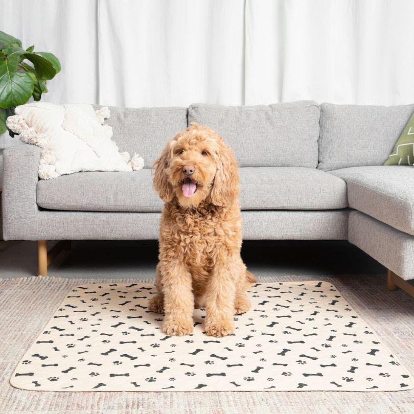 How to Train an Older Dog to Use Pee Pads Potty Buddy Potty Buddy™