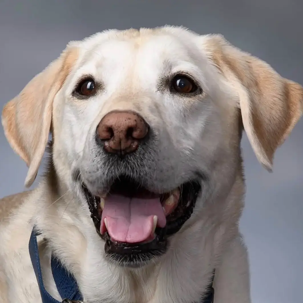 K-9 Benny