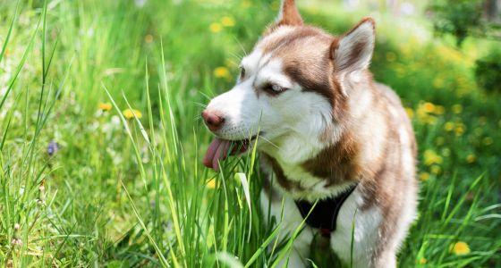 Husky eating grass