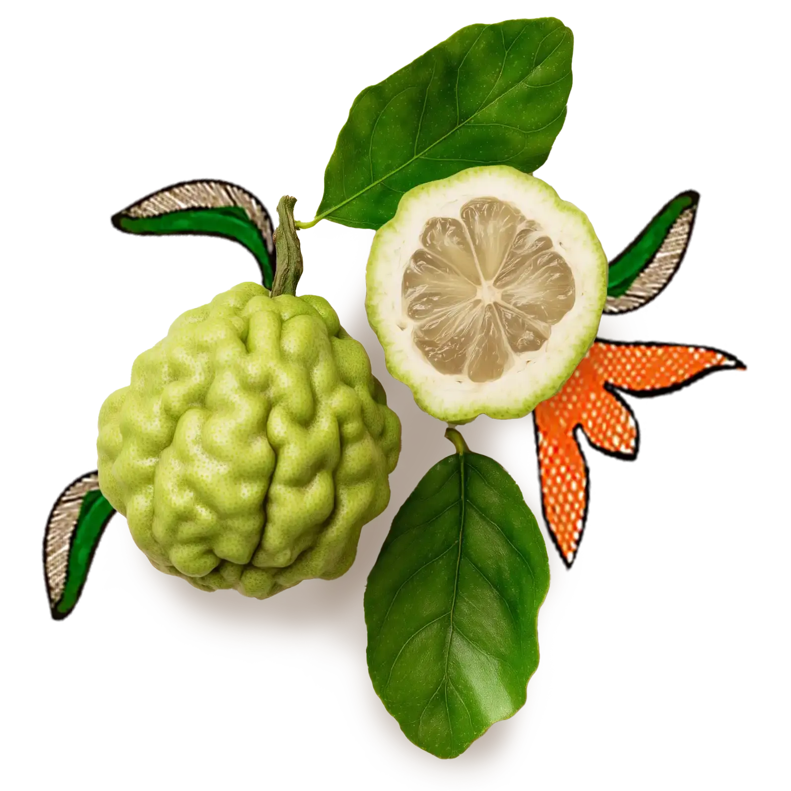 Bergamot Fruit