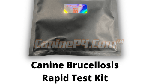 brucellosis-test-for-dogs