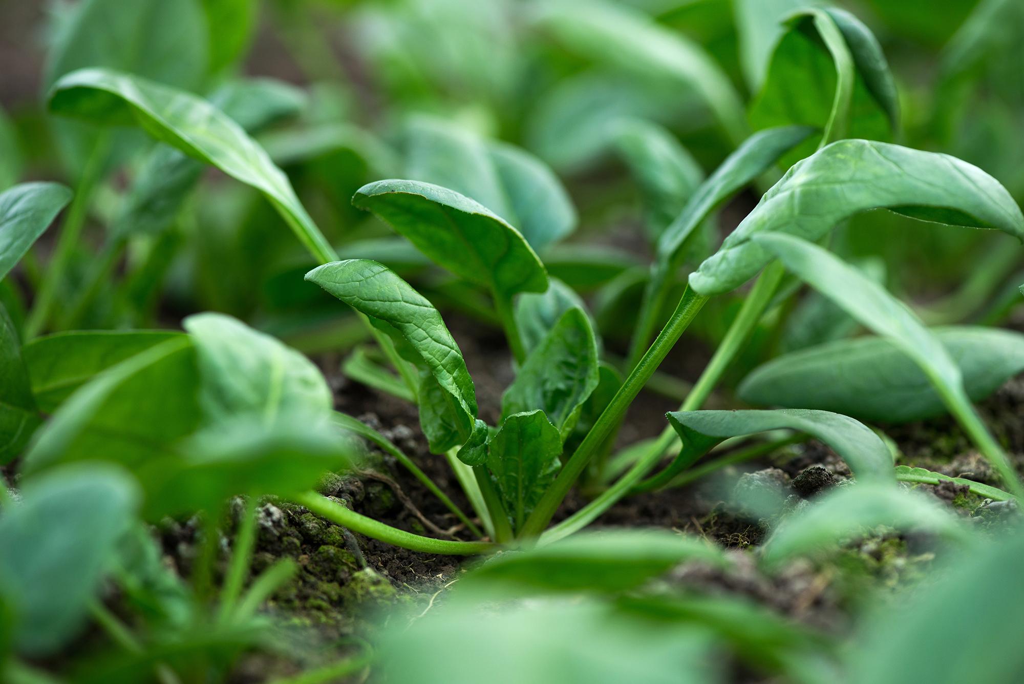 Young spinach plants growing in soil in a vegetable garden.