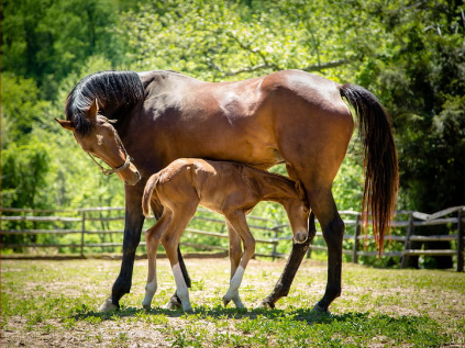 Selvita Equine Improved Growth Rates & Fertility