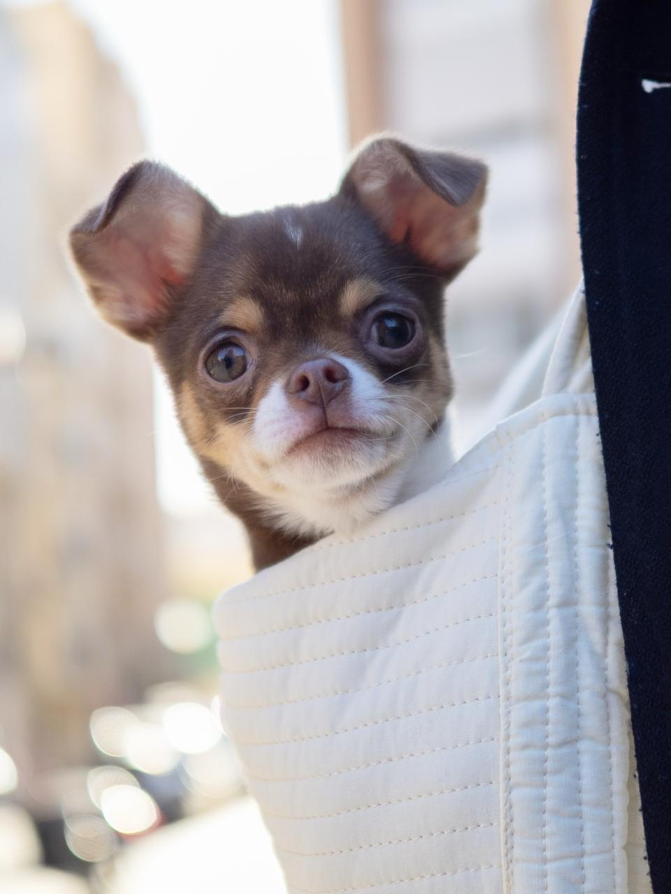 Adorable chihuahua puppy peeking out of a fashionable tote bag