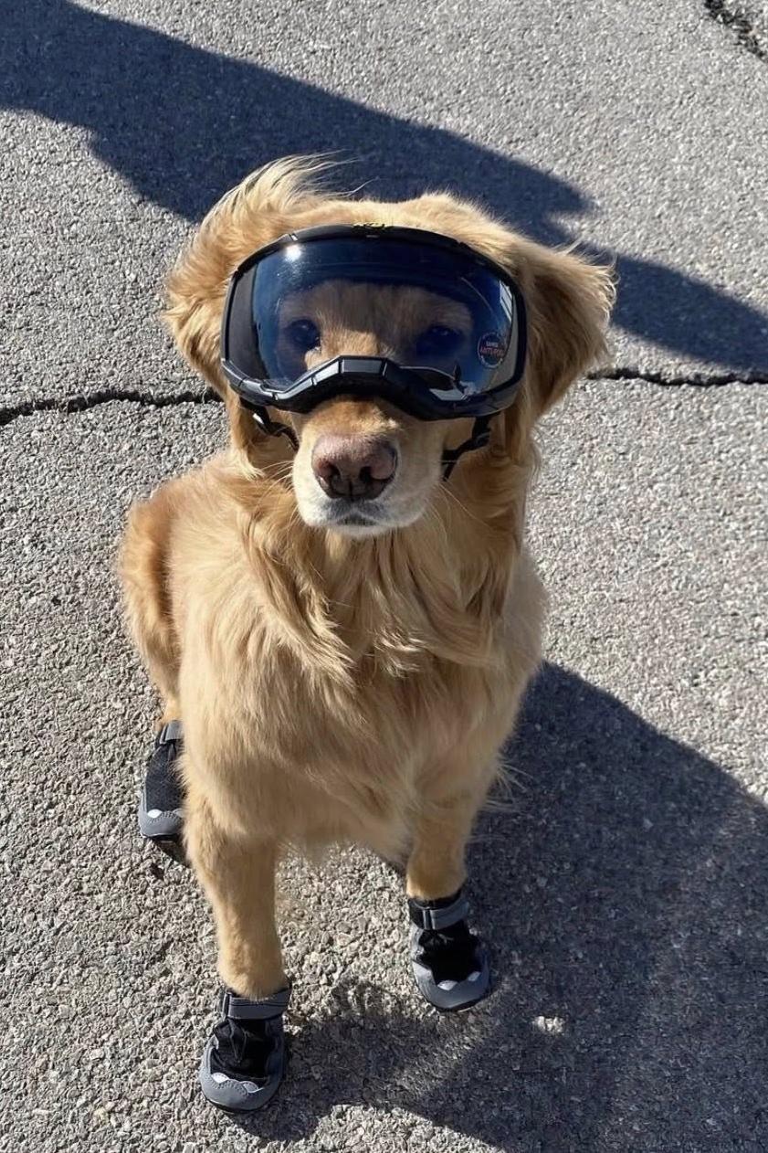 k9 nirvana alona in goggles