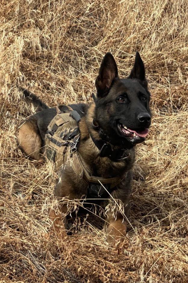 k9 jango