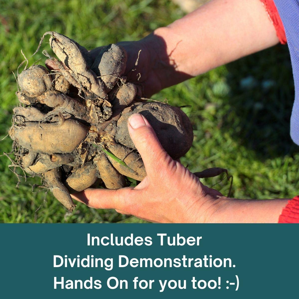 Dividing Tubers Demonstration Included - Hands on for you too!