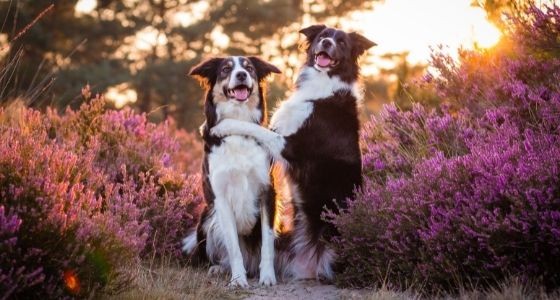 Two black and white dogs sitting on the grass with purple flowers around them
