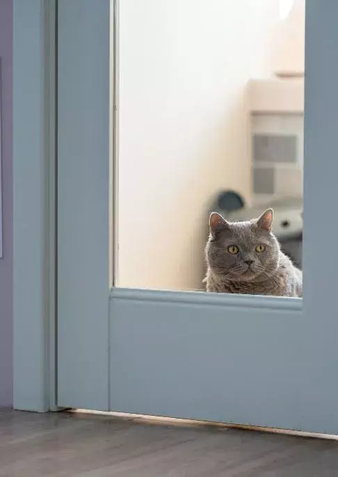 cat behavior explained