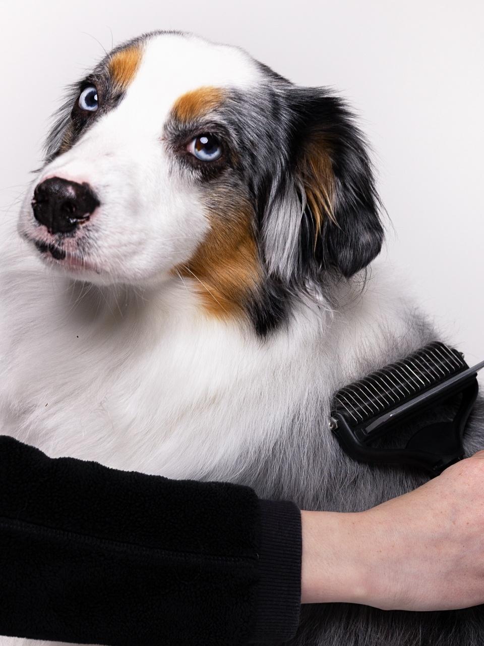 Woman's hand grooming and brushing dog