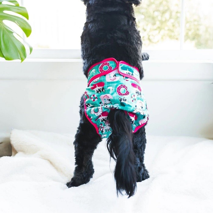 Black dog wearing reusable diapers standing up on a couch