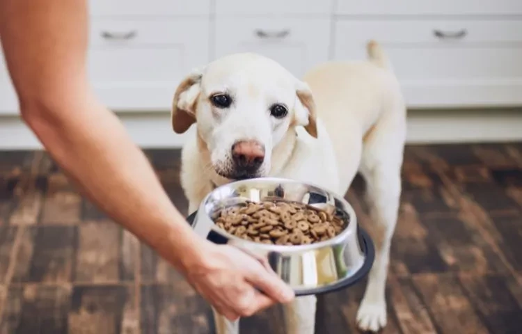A GUIDE TO FEEDING DOGS