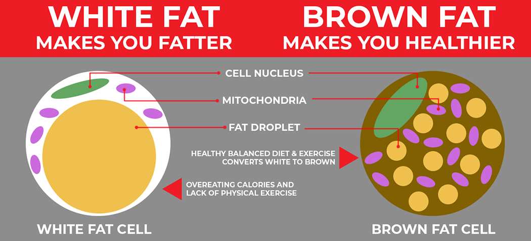 What can CBD for for fat loss? Discover the secret | SOL CBD