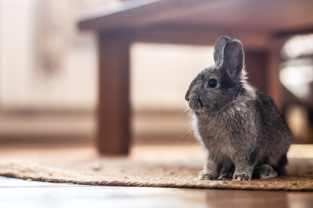 rabbit sitting on rug under table