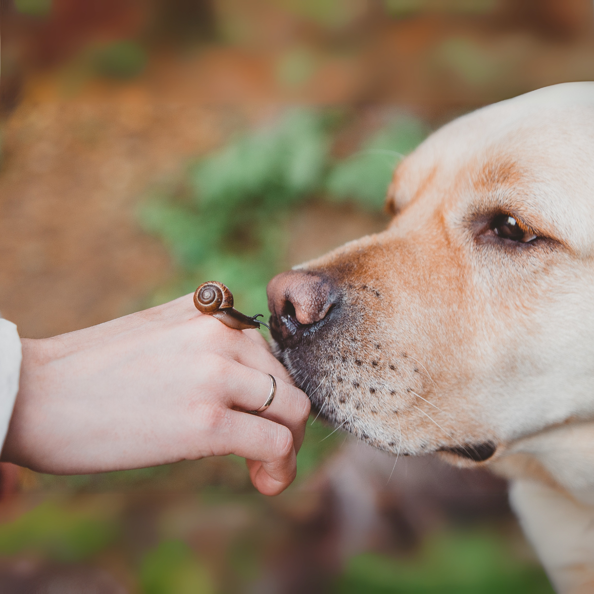 Dog Ate Engagement Ring Dog Ate Engagement Ring Overnight Platinum