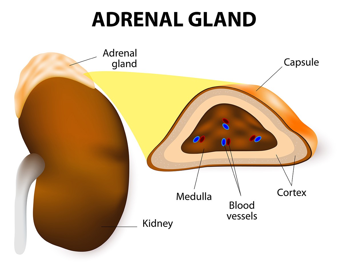 Adrenal glands hormones