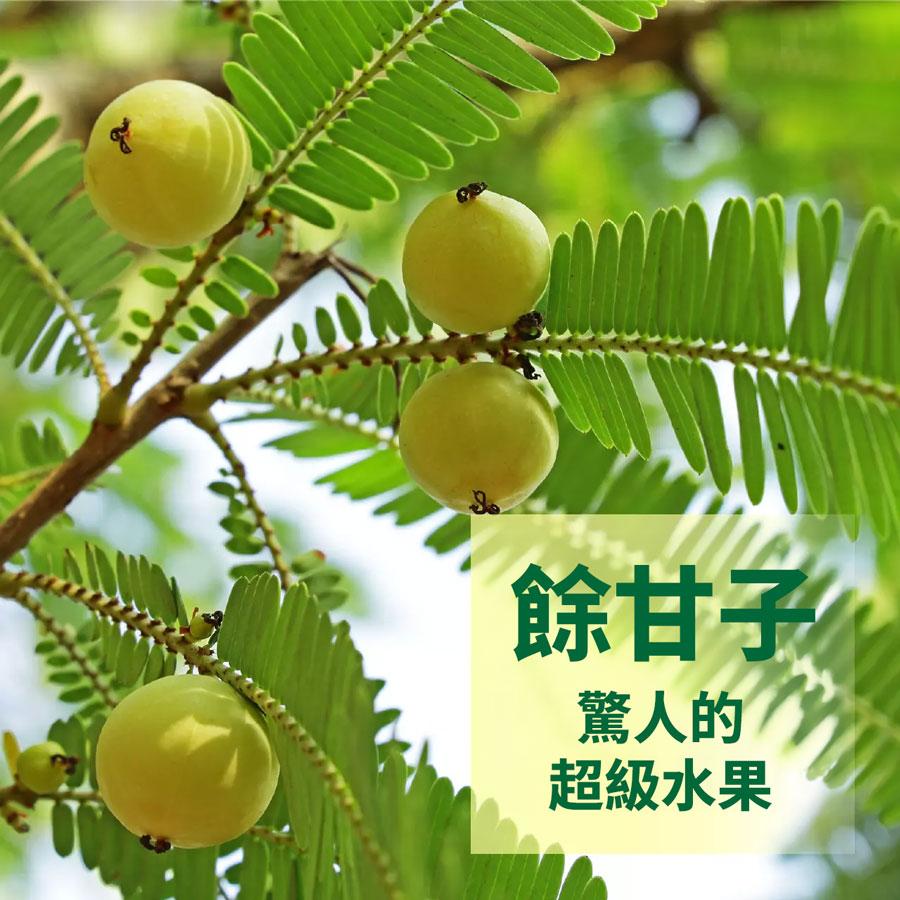 油甘子樹上的油甘子果實