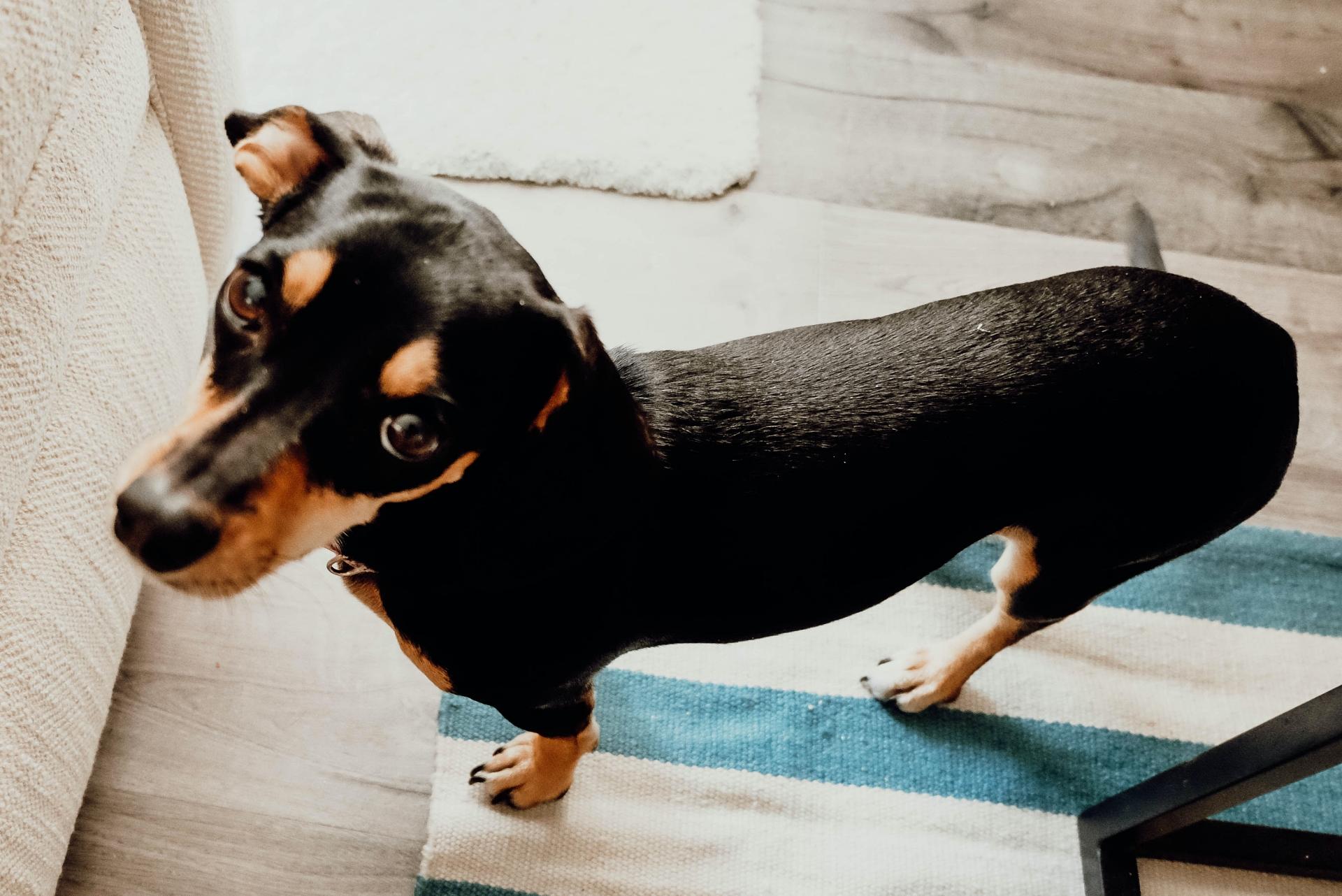 A young Chihuahua x Miniature Dachshund mixed bree. A chiweenie